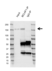 Anti BCLAF1 Antibody, clone AB02/2F2 (PrecisionAb Monoclonal Antibody) thumbnail image 2