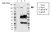 Anti BCLAF1 Antibody, clone AB02/2F2 (PrecisionAb Monoclonal Antibody) thumbnail image 2