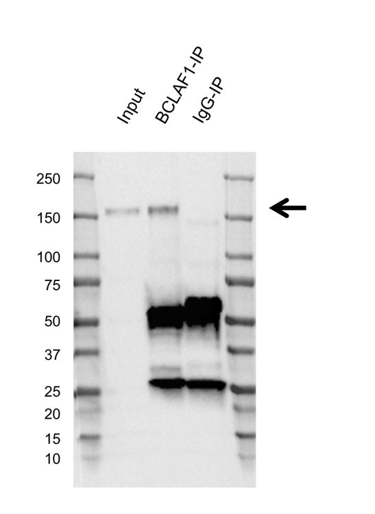 Anti BCLAF1 Antibody, clone AB02/2F2 (PrecisionAb Monoclonal Antibody) gallery image 2
