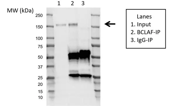 Anti BCLAF1 Antibody, clone AB02/2F2 (PrecisionAb Monoclonal Antibody) gallery image 2