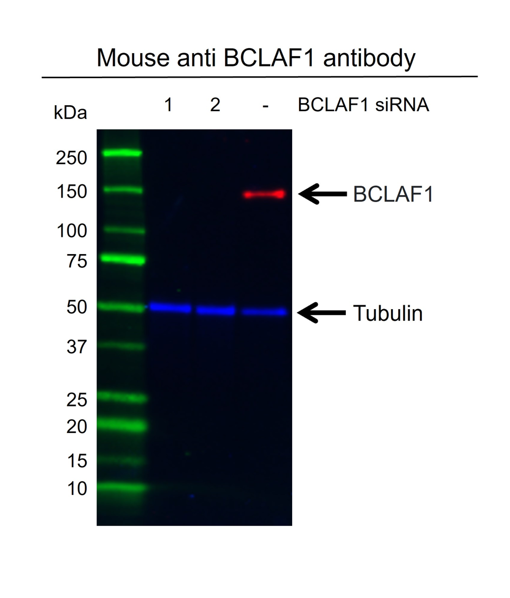 Anti BCLAF1 Antibody, clone AB02/2F2 (PrecisionAb Monoclonal Antibody) gallery image 3