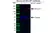 Anti BCLAF1 Antibody, clone AB02/2F2 (PrecisionAb Monoclonal Antibody) thumbnail image 3