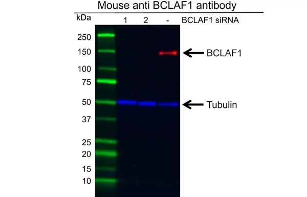 Anti BCLAF1 Antibody, clone AB02/2F2 (PrecisionAb Monoclonal Antibody) gallery image 3