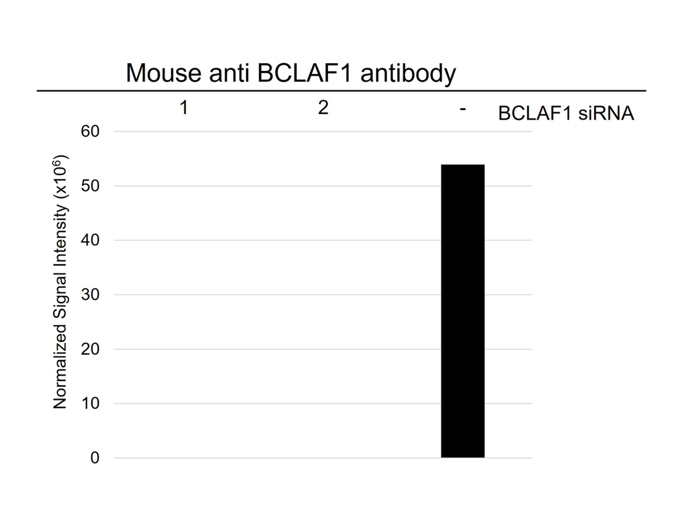 Anti BCLAF1 Antibody, clone AB02/2F2 (PrecisionAb Monoclonal Antibody) gallery image 4