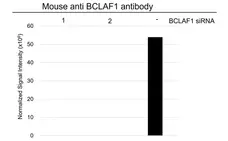 Anti BCLAF1 Antibody, clone AB02/2F2 (PrecisionAb Monoclonal Antibody) gallery image 4