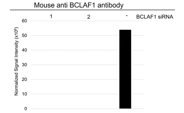 Anti BCLAF1 Antibody, clone AB02/2F2 (PrecisionAb Monoclonal Antibody) gallery image 4