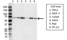 Anti Beclin 1 Antibody, clone OTI3F3 (PrecisionAb Monoclonal Antibody) gallery image 1