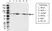 Anti Beclin 1 Antibody, clone OTI3F3 (PrecisionAb Monoclonal Antibody) thumbnail image 1