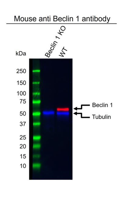 Anti Beclin 1 Antibody, clone OTI3F3 (PrecisionAb Monoclonal Antibody) gallery image 2