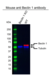 Anti Beclin 1 Antibody, clone OTI3F3 (PrecisionAb Monoclonal Antibody) thumbnail image 2