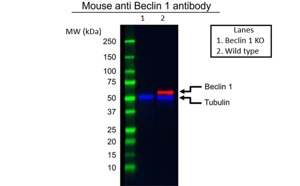 Anti Beclin 1 Antibody, clone OTI3F3 (PrecisionAb Monoclonal Antibody) gallery image 2