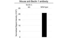 Anti Beclin 1 Antibody, clone OTI3F3 (PrecisionAb Monoclonal Antibody) gallery image 3