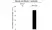 Anti Beclin 1 Antibody, clone OTI3F3 (PrecisionAb Monoclonal Antibody) thumbnail image 3