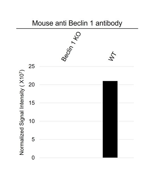 Anti Beclin 1 Antibody, clone OTI3F3 (PrecisionAb Monoclonal Antibody) gallery image 3