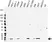 Anti Human Beta 2 Microglobulin Antibody, clone 2213 (Monoclonal Antibody Antibody) thumbnail image 1