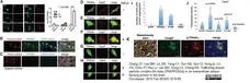 Anti Human Beta Amyloid (aa1-17) Antibody, clone DE2B4 gallery image 2