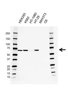 Anti BIRC2 Antibody, clone AB01/3B4 (PrecisionAb Monoclonal Antibody) gallery image 1