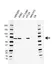 Anti BIRC2 Antibody, clone AB01/3B4 (PrecisionAb Monoclonal Antibody) thumbnail image 1