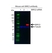 Anti BIRC2 Antibody, clone AB01/3B4 (PrecisionAb Monoclonal Antibody) thumbnail image 2