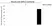 Anti BIRC2 Antibody, clone AB01/3B4 (PrecisionAb Monoclonal Antibody) thumbnail image 2