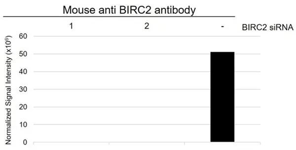 Anti BIRC2 Antibody, clone AB01/3B4 (PrecisionAb Monoclonal Antibody) gallery image 2