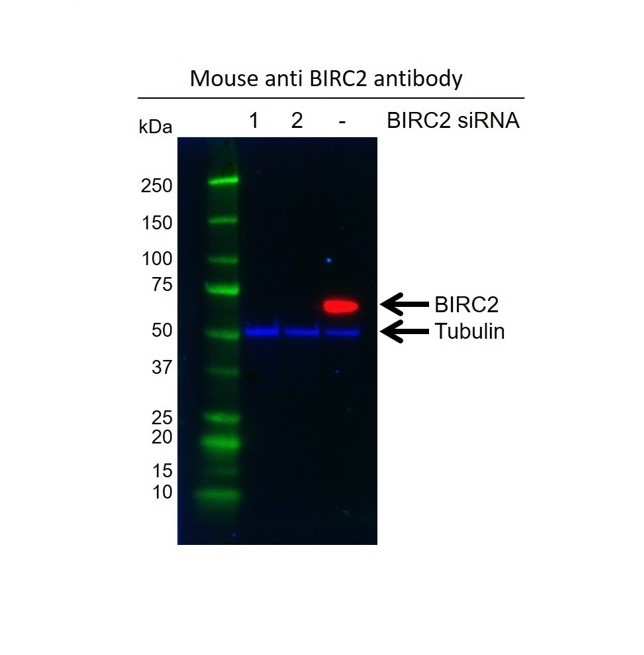 Anti BIRC2 Antibody, clone AB01/3B4 (PrecisionAb Monoclonal Antibody) gallery image 2