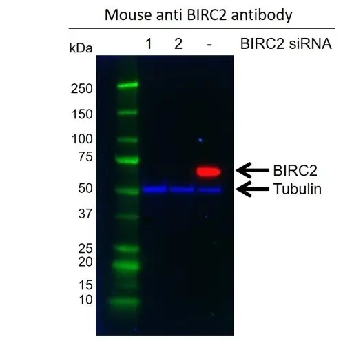Anti BIRC2 Antibody, clone AB01/3B4 (PrecisionAb Monoclonal Antibody) gallery image 3