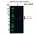 Anti BIRC2 Antibody, clone AB01/3B4 (PrecisionAb Monoclonal Antibody) thumbnail image 3