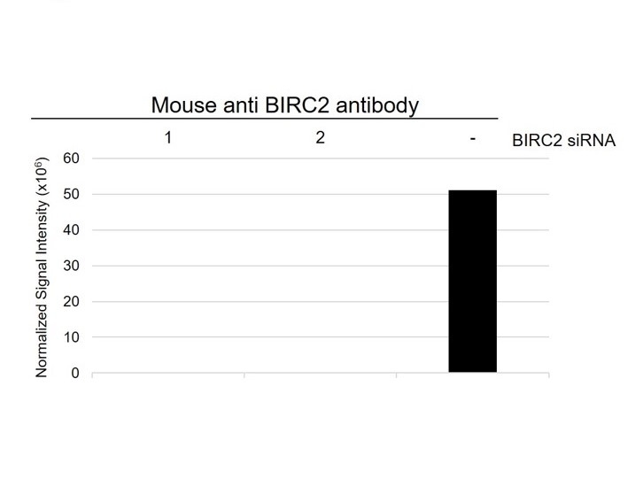 Anti BIRC2 Antibody, clone AB01/3B4 (PrecisionAb Monoclonal Antibody) gallery image 3