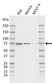 Anti BIRC3 Antibody, clone K01/2A8 (PrecisionAb Monoclonal Antibody) thumbnail image 1