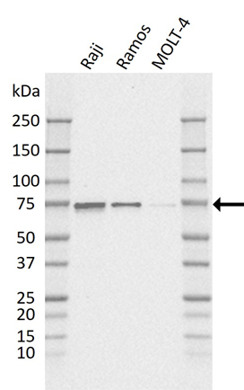 Anti BIRC3 Antibody, clone K01/2A8 (PrecisionAb Monoclonal Antibody) gallery image 1