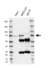 Anti BIRC3 Antibody, clone K01/2A8 (PrecisionAb Monoclonal Antibody) thumbnail image 2