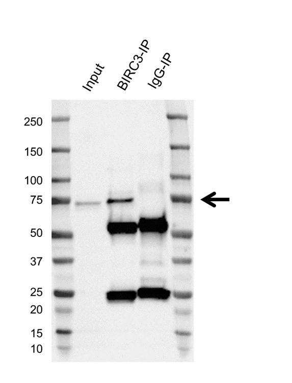 Anti BIRC3 Antibody, clone K01/2A8 (PrecisionAb Monoclonal Antibody) gallery image 2