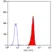 Anti Human BLTR Antibody, clone 202/7B1 thumbnail image 1