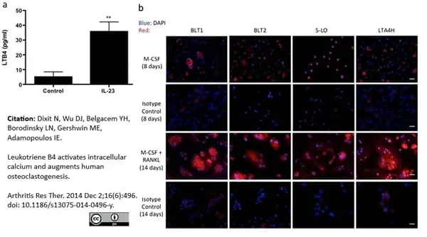 Anti Human BLTR Antibody, clone 202/7B1 gallery image 6