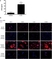 Anti Human BLTR Antibody, clone 202/7B1 thumbnail image 6