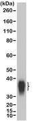 Anti BOB-1 Antibody, clone RM378 thumbnail image 1