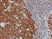 Anti BOB-1 Antibody, clone RM378 thumbnail image 2