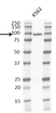 Anti Braf Antibody, clone RM308 thumbnail image 3