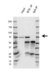 Anti BTK Antibody, clone OTI12D4 (PrecisionAb Monoclonal Antibody) thumbnail image 2
