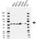 Anti Btrc Antibody, clone AB02/4E2 (PrecisionAb Monoclonal Antibody) thumbnail image 1
