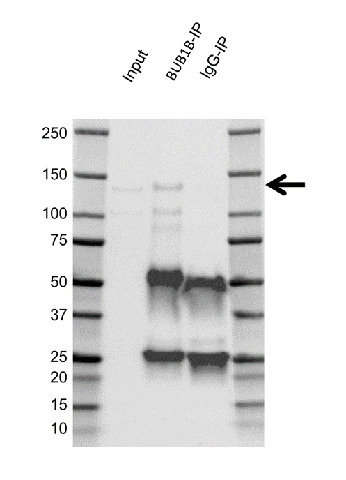 Anti BUB1B Antibody, clone OTI5D9 (PrecisionAb Monoclonal Antibody) gallery image 2