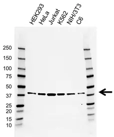Anti BUB3 Antibody, clone AB03/4E7-5 (PrecisionAb Monoclonal Antibody) gallery image 1