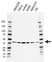 Anti BUB3 Antibody, clone AB03/4E7-5 (PrecisionAb Monoclonal Antibody) thumbnail image 1