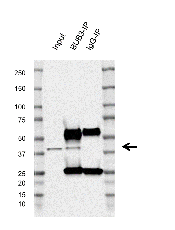 Anti BUB3 Antibody, clone AB03/4E7-5 (PrecisionAb Monoclonal Antibody) gallery image 2