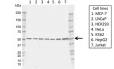 Anti Human c-Fos Antibody, clone rAB01/1D11 gallery image 1