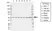 Anti Human c-Fos Antibody, clone rAB01/1D11 thumbnail image 1