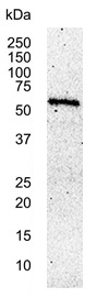 Anti c-Myc Antibody, clone 9E10 gallery image 2