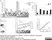 Anti c-Myc Antibody, clone 9E10 thumbnail image 3