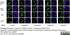 Anti c-Myc Antibody, clone 9E10 gallery image 6